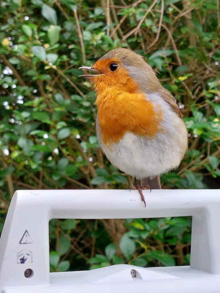 A Bird